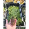 Kép 2/2 - Equisetum scirpoides - Törpe zsurló - kerti tavi növény