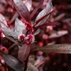 Kép 1/2 - Alternanthera sessilis akváriumi növény