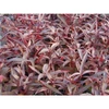 Kép 2/2 - Alternanthera sessilis
