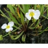 Kép 1/2 - Baldelia ranunculoides - Bogláros kishídőr - Kerti tavi növény