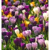 Kép 2/2 - CROCUS vegyes színben 9cm-es cserépben