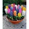 Kép 2/2 - HYACIN MULTIFLORA vegyes színű 5cm-es cserépben