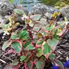 Houttuynia cordata Chamaeleon - kaméleon virág kerti tavi növény