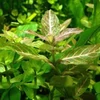 Kép 1/2 - Indiai vízicsillag - Hygrophila polysperma akváriumi növény