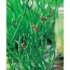 Kép 1/2 - Juncus effusus ‘Spiralis’ – Spirálszittyó Multiballban