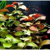 Kép 1/2 - Ludwigia repens mesacna akváriumi növény