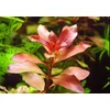 Kép 2/2 - Ludwigia repens mesacna akváriumi növény
