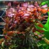 Ludwigia repens rubin akváriumi növén