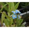 Kép 1/3 - Myosotis Palustris - Mocsári nefelejcs kerti tavi növény