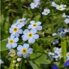 Kép 2/3 - Myosotis Palustris - Mocsári nefelejcs kerti tavi növény 11x11-es cserépben