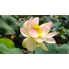 Kép 1/2 - Nelumbo Nucifera Green Maiden lótusz