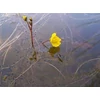 Kép 2/3 - Rence Utricularia vulgaris kerti tavi növény