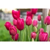 Kép 2/2 - Tulipán ROZE-ROOD 9cm-es cserépben