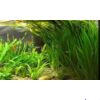Vallisneria americana (gigantea) akváriumi növény