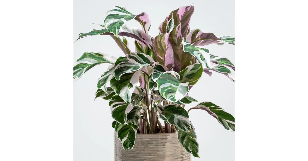 calathea-fajt-k