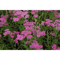 Achillea millefolium 'Dark Lilac Beauty' (Közönséges cickafark)