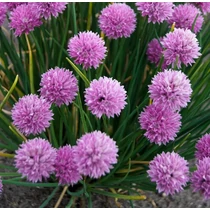 Allium schoenoprasum – Metélőhagyma