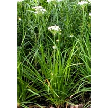 Allium tuberosum – Metélőfokhagyma