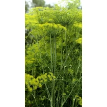 Anethum graveolens – Kapor