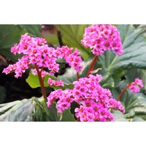 Bergenia  'Morgenröte' (Bőrlevél)