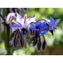 Borago officinalis – Orvosi borágó