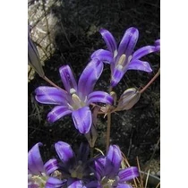 Brodiaea ‘Hyacinth California’ – Brodiaea