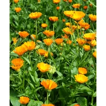 Calendula officinalis – Körömvirág