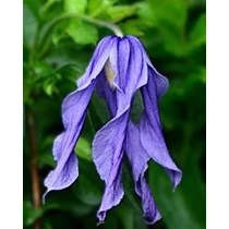 Clematis 'Little Artist'