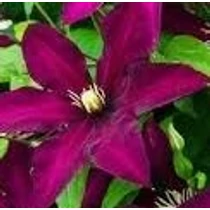 Clematis 'Polonia Restituta'