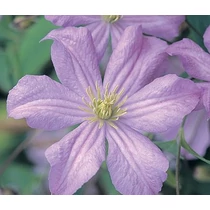 Clematis 'Prince Charles'