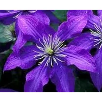 Clematis 'Rhapsody'