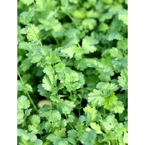 Coriandrum sativum – Koriander