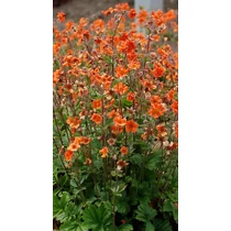 Geum  'Rustico Orange' (Gyömbérgyökér)