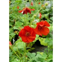 Geum chiloense 'Mrs. Bradshaw' (Chilei gyömbérgyökér)