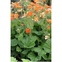 Geum coccineum 'Borisii' (Skarlátvörös gyömbérgyökér)