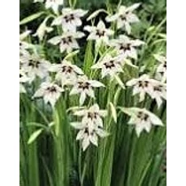 Gladiolus callianthus (Acidanthera bicolor) – Illatos kardvirág