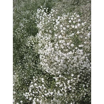 Gypsophila paniculata 'Snowflake' (Buglyos fátyolvirág) 