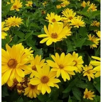 Heliopsis helianthoides var. scabra 'Mars' (Érdes napszemvirág)