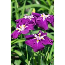 Iris ensata ‘Amethyst’ – Japán nőszirom