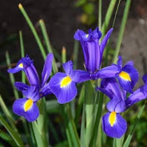 Iris hollandica – Holland nőszirom