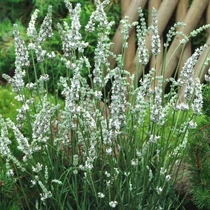 Lavandula × intermedia 'Edelweiss' (Angol levendula)