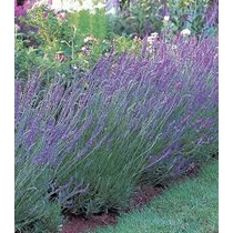 Lavandula × intermedia 'Grosso' (Angol levendula)
