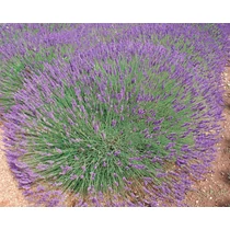Lavandula × intermedia 'Phenomenal' (Angol levendula)