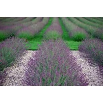 Lavandula × intermedia 'Pure Platinum' (Angol levendula)