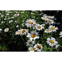 Leucanthemum × superbum 'Becky' (Margaréta)