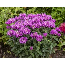 Monarda didyma 'Baby Spice' (Vörös méhbalzsam)