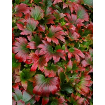 Mukdenia rossii 'Crimson Fans' (Gyöktörzses kőtörő) /bordó lomb/