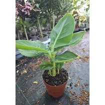 Musa tropicana