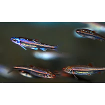 Notropis chrosomus - Szivárványos cselle