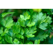 Petroselinum crispum – Petrezselyem